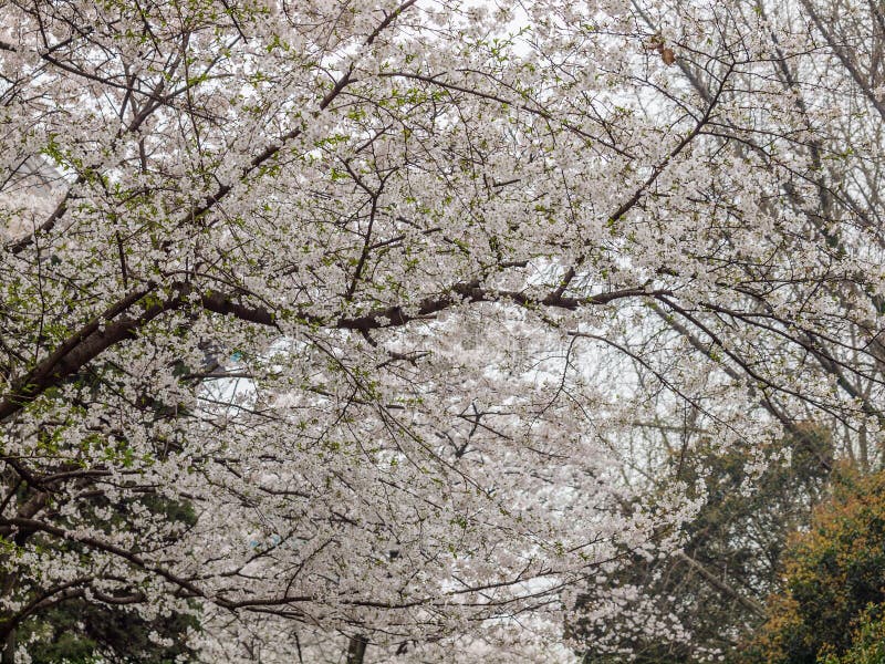 White sakura flower in Wuhan University