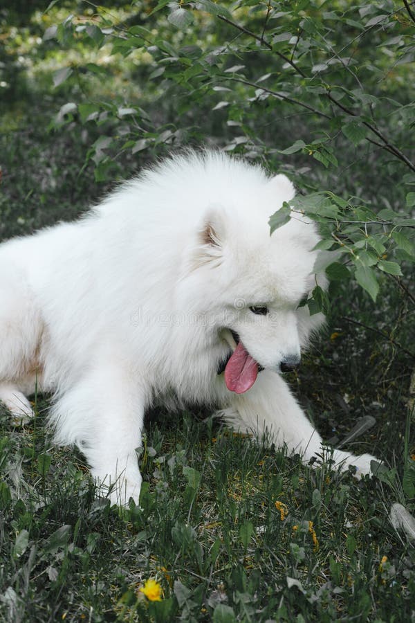 samoyed bow tie