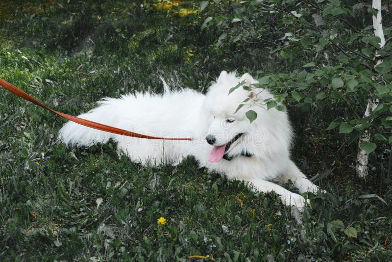 samoyed bow tie