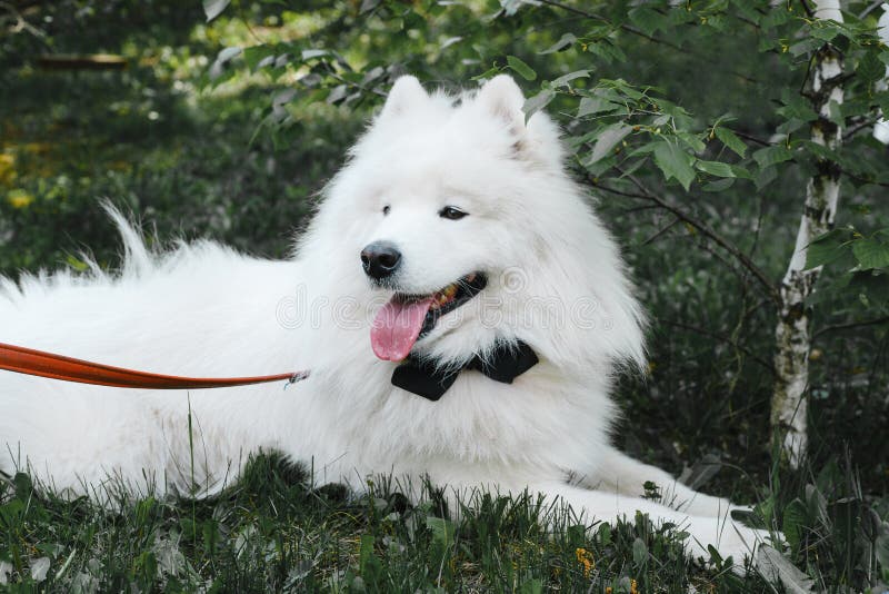 samoyed bow tie