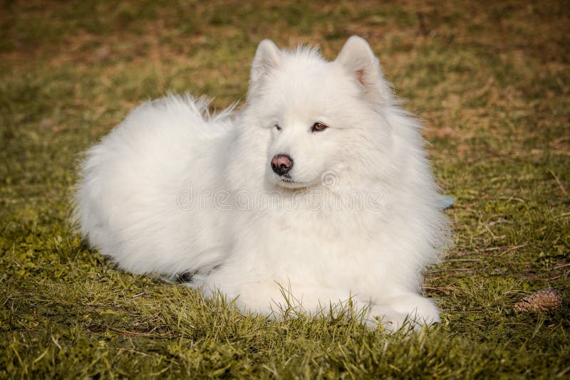Samoyed Dog with Long White Hair. the Dog is Quietly Sitting on the ...