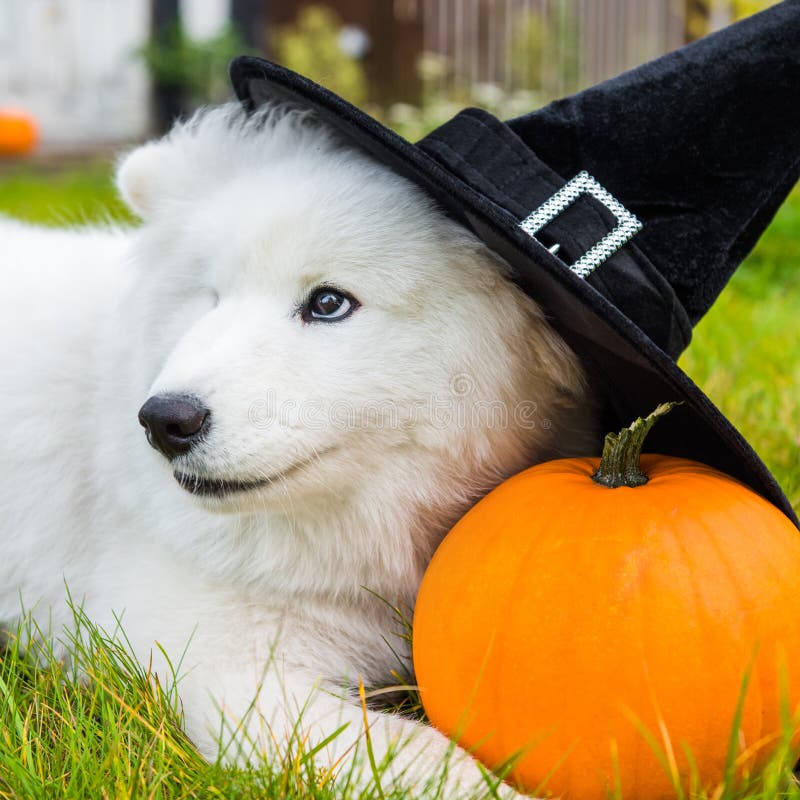 White Samoyed Dog in Hat with Halloween Pumpkin. Stock Image - Image of ...