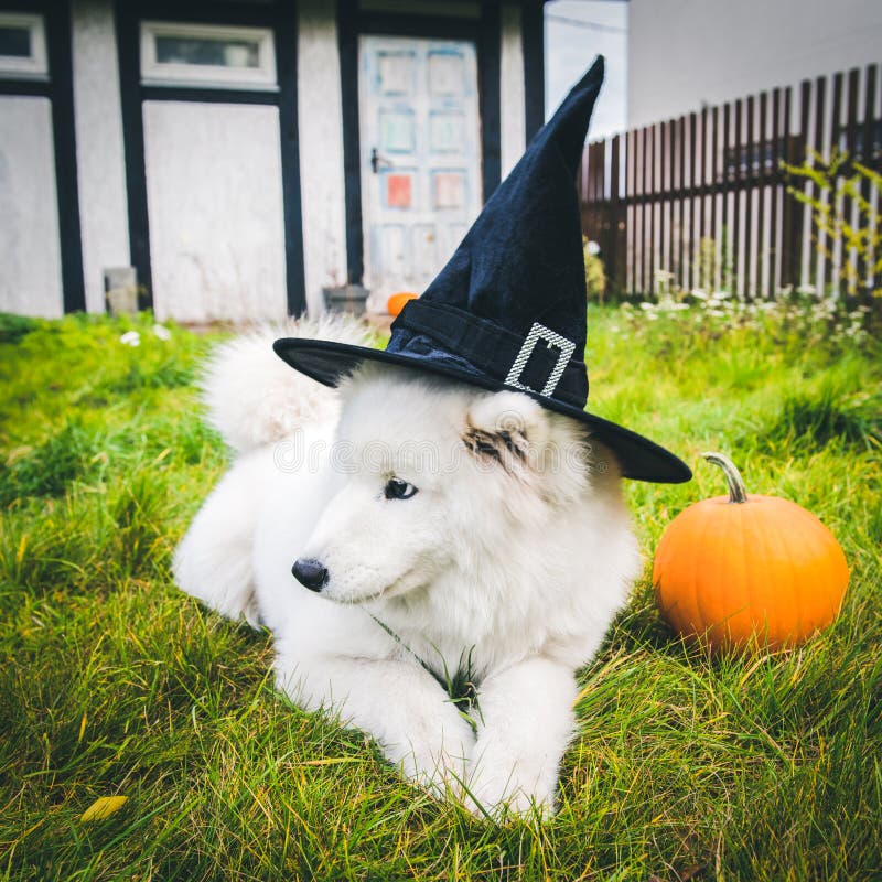 White Samoyed Dog in Hat with Halloween Pumpkin. Stock Photo - Image of ...