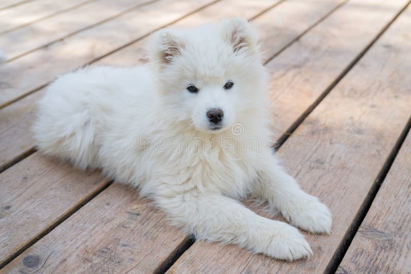 Are Samoyeds Friendly Dogs