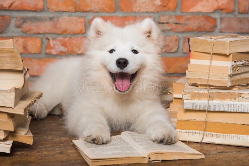 White Samoyed puppy dog with book stock images White Samoyed puppy dog with book stock images