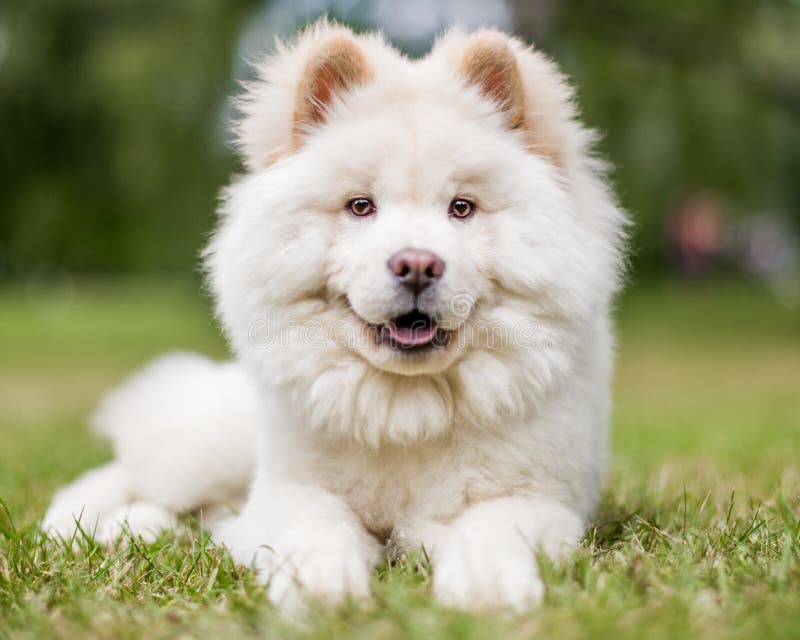 A White Samoyed Puppy Sitting On The Grass Looking At The Camera With 