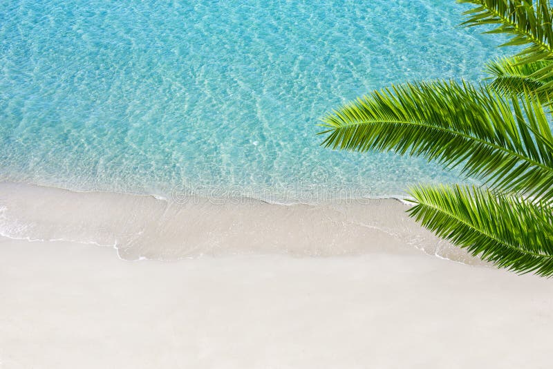 White sand beach and tropical sea with palm tree.