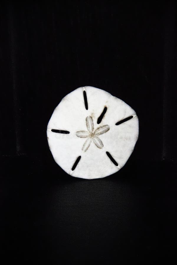 White Sand Dollar On A Black Background Stock Photo Image of dollar