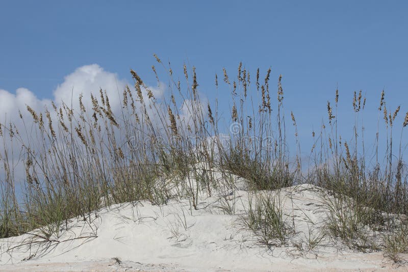 White Sand Dune of Florida Beach Stock Image Image of recreation