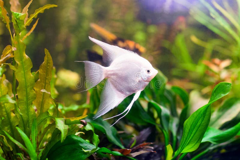 White Scalar Fish On Water. Stock Image Image of