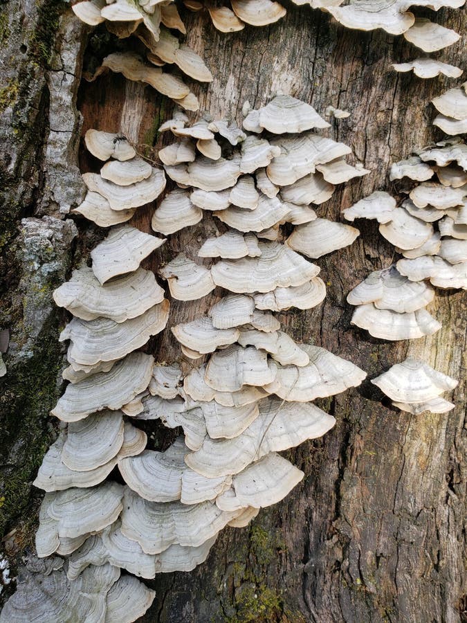 View of White Scalloped Fungi Growing on a Tree Stump Stock Image