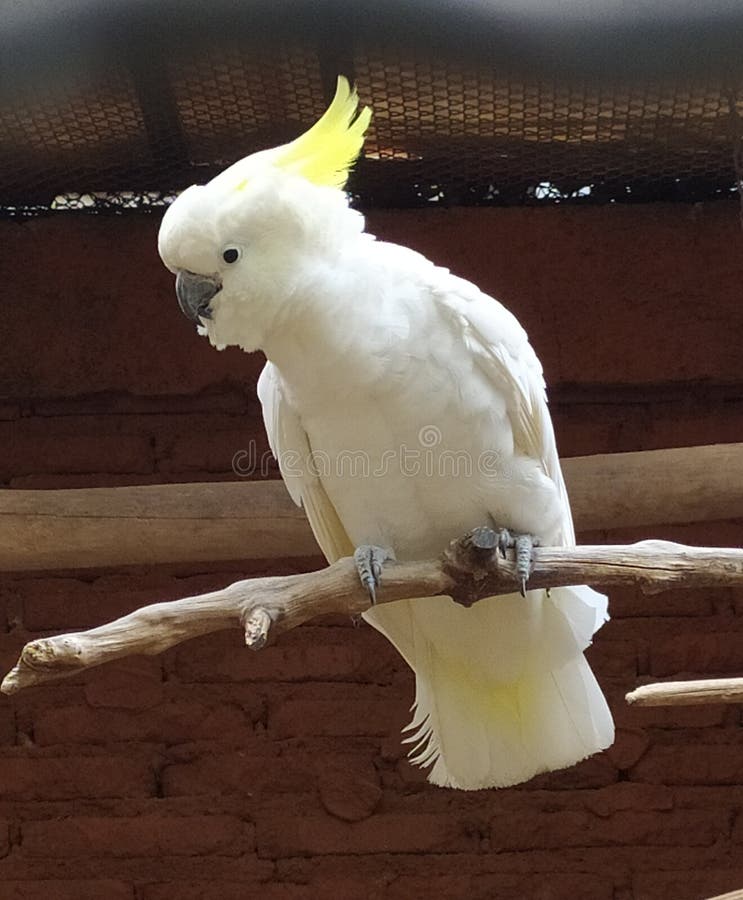 White scarlet macaw bird stock photo. Image of animal 249346658