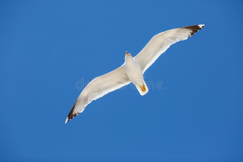 White sea gull flying in the blue sunny sky