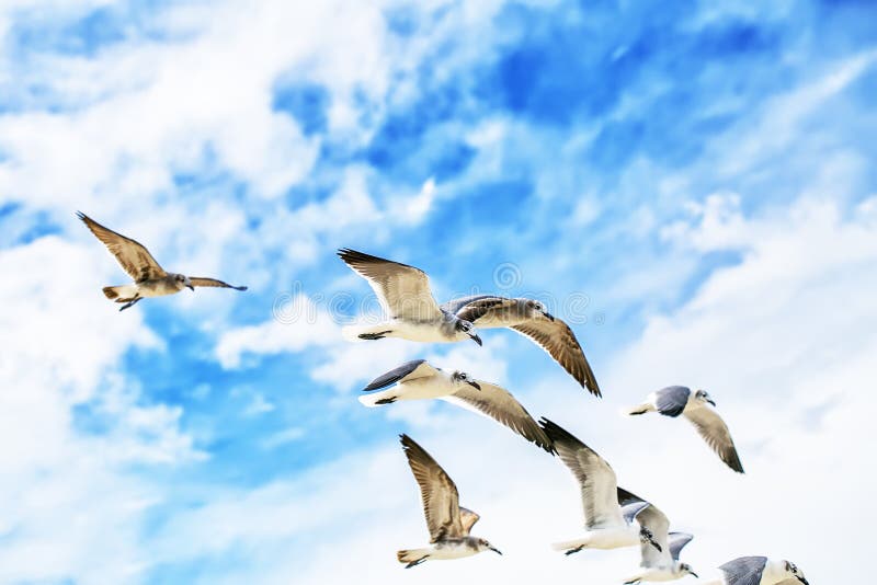 White sea gulls flying in the blue sunny sky