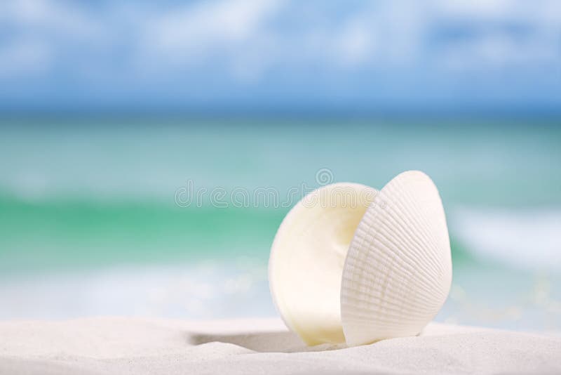 White sea shell on beach sand