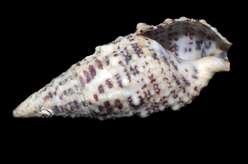 White sea shell