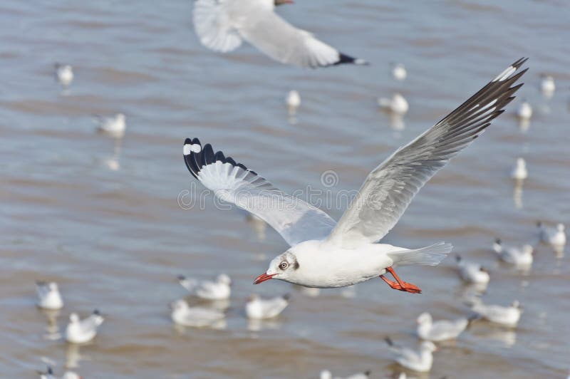 The white seagull flying in the sky over the sea