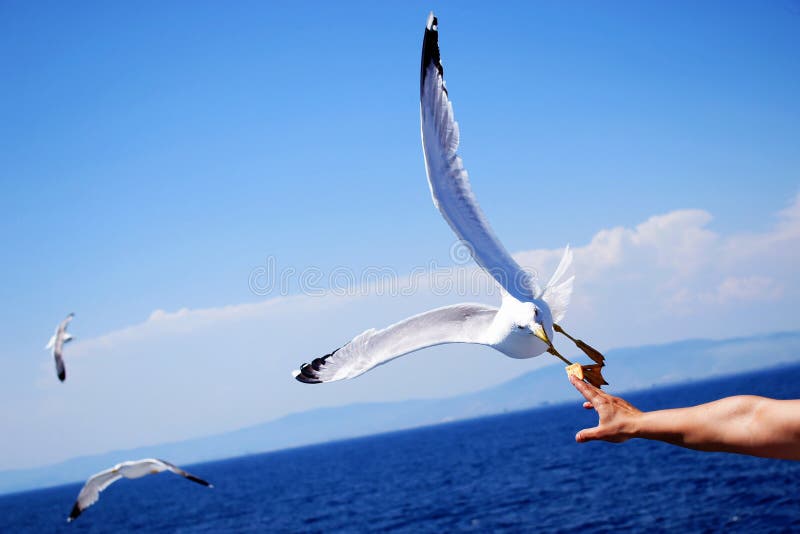 White seagulls flying in the blue sky, feeding