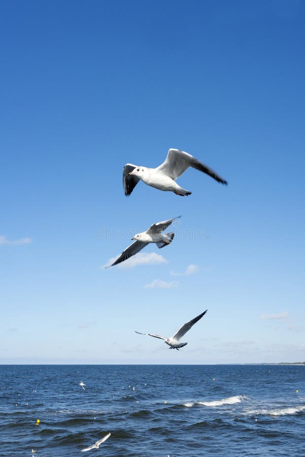 White seagulls royalty free stock photos