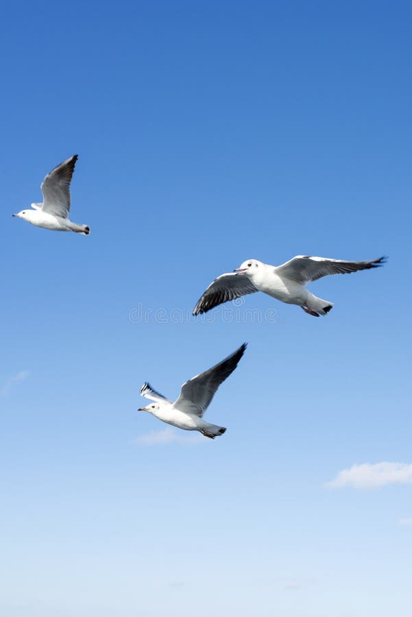 White seagulls royalty free stock images
