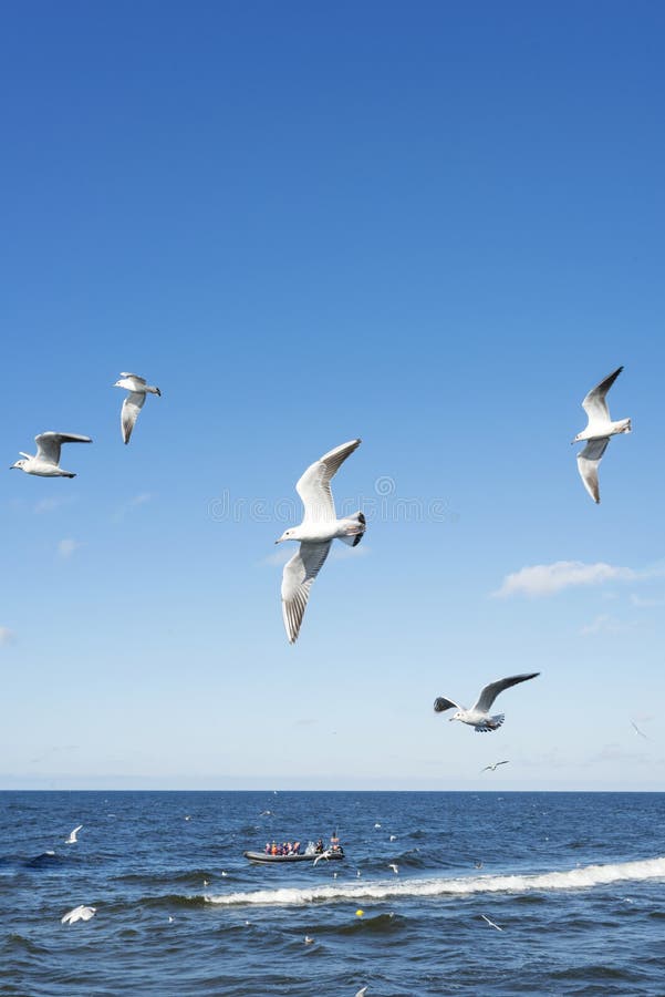 White seagulls royalty free stock images