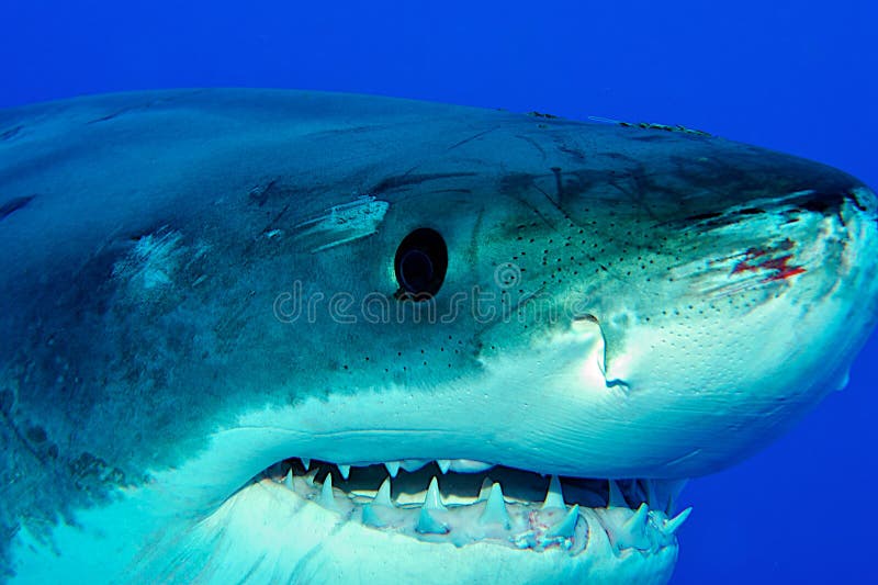 White shark after fight stock image. Image of deep, risk - 33240549