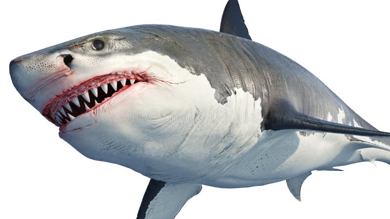 White shark marine predator big