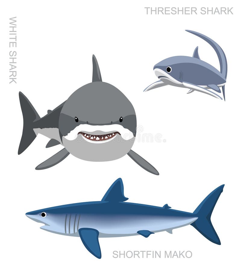 Thresher Shark Cartoon Vector Illustration Stock Vector - Illustration ...