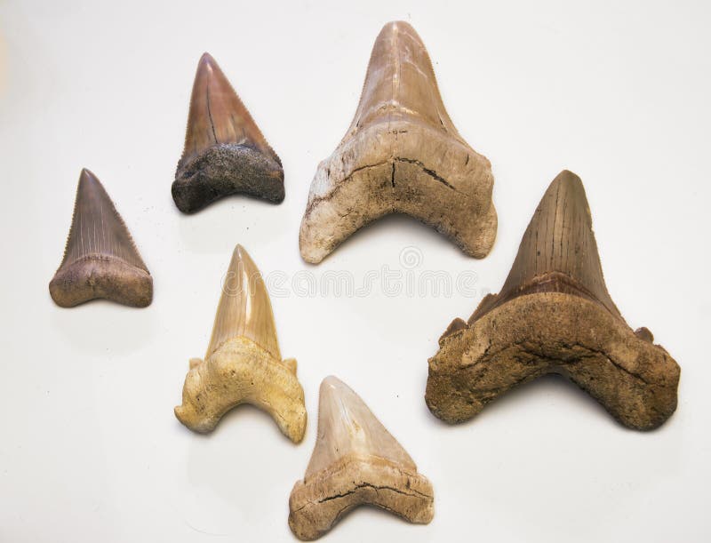 White Shark Teeth