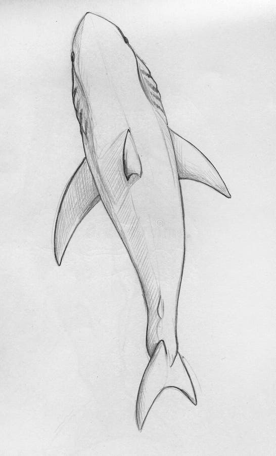 Shark. Shark Hand Drawn Vector Illustrations Set. Shark Sketch Drawing.  Royalty Free SVG, Cliparts, Vectors, and Stock Illustration. Image  150847836.
