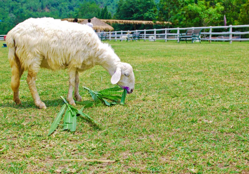 White sheep eating grass in farm