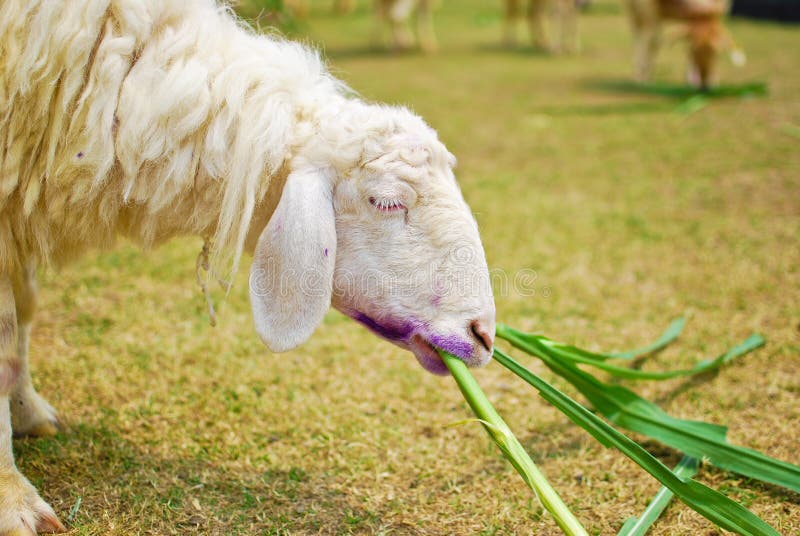 White sheep eating grass in farm