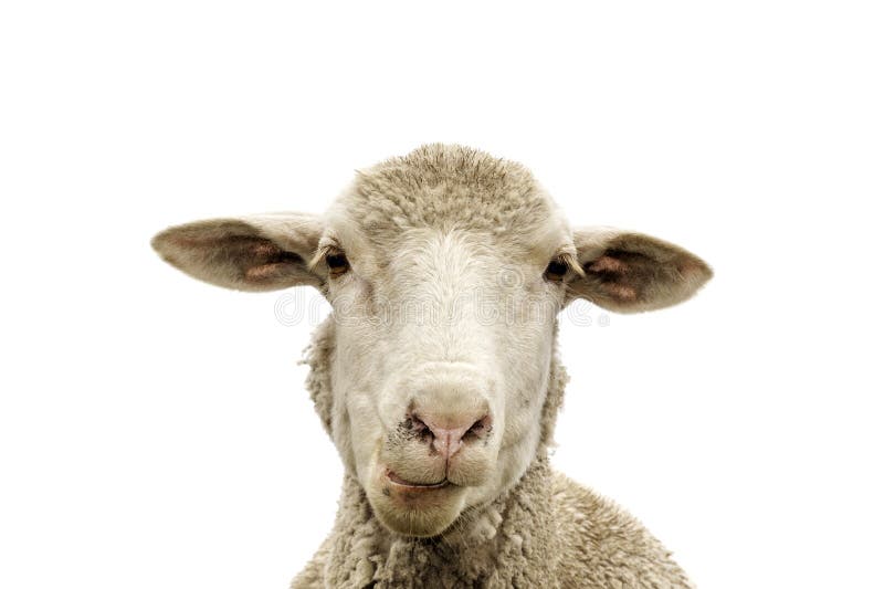 特撮 Sheep ?height=1920&quality=80&