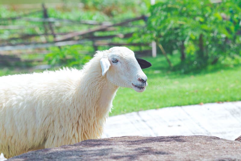 White sheep standing on a farm