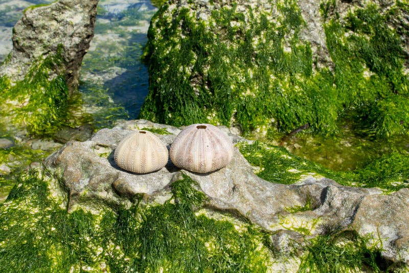 White shell of a sea urchin mollusc on sea shore