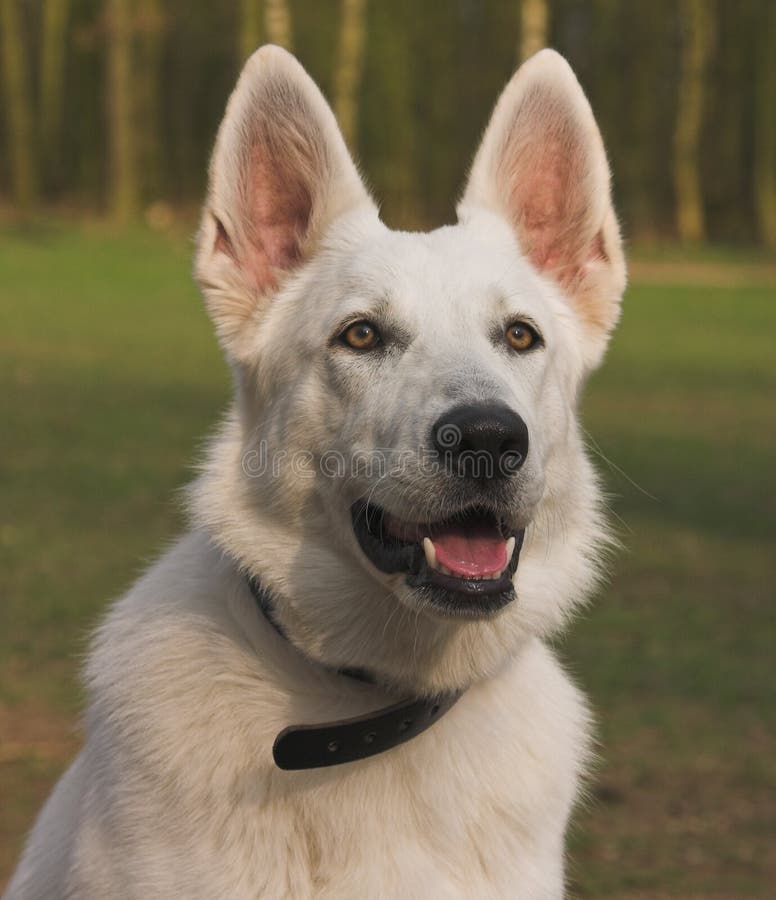 canadian shepherd