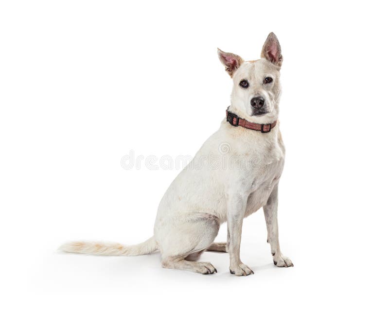 White Shepherd Crossbreed Dog Sitting Side stock images White Shepherd Crossbreed Dog Sitting Side stock images