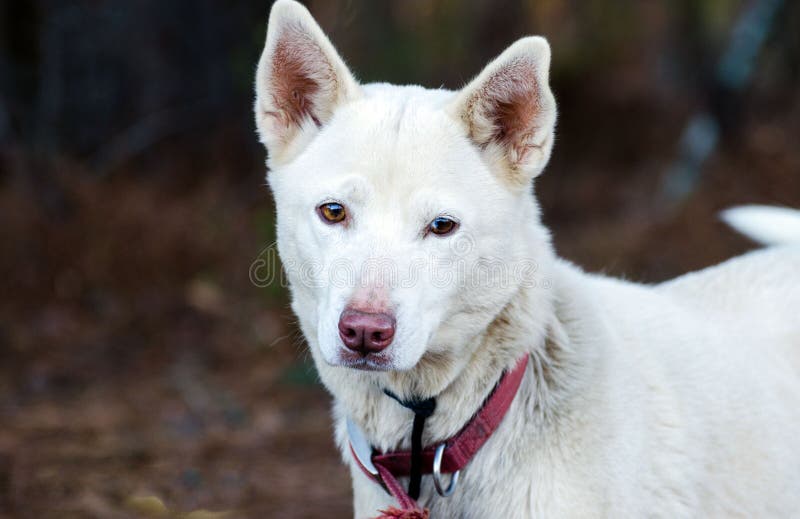 White Shepherd Husky mixed breed dog royalty free stock photography White Shepherd Husky mixed breed dog royalty free stock photography