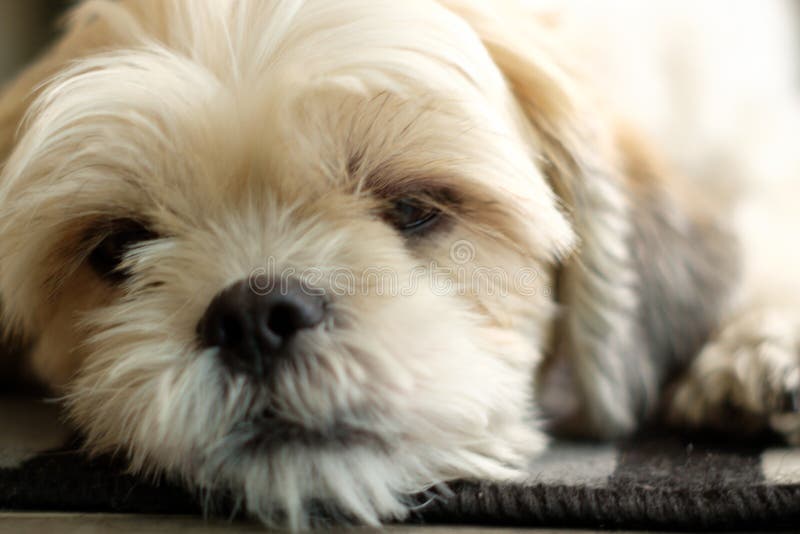 Close Up of Cute White Shih Tzu Dog Lying on Wooden Floor Stock Image