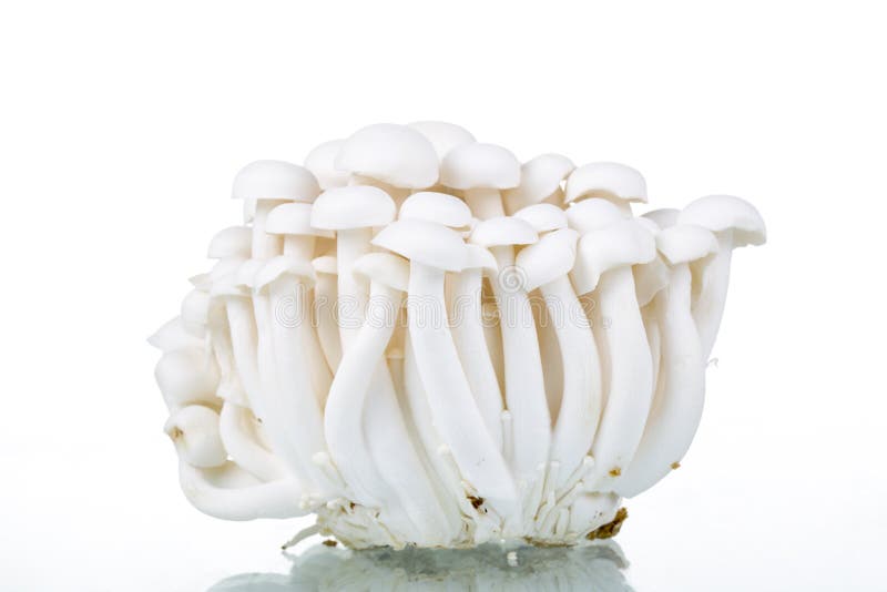 White Shimeji mushrooms stock image. Image of drink, variety 76942245