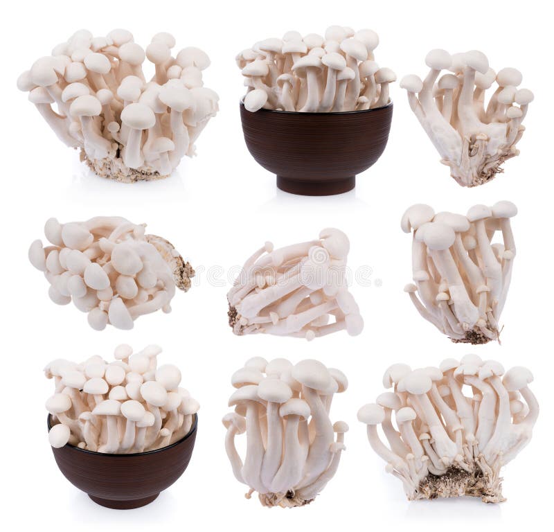White Shimeji Mushrooms Isolated on White Background Stock Image