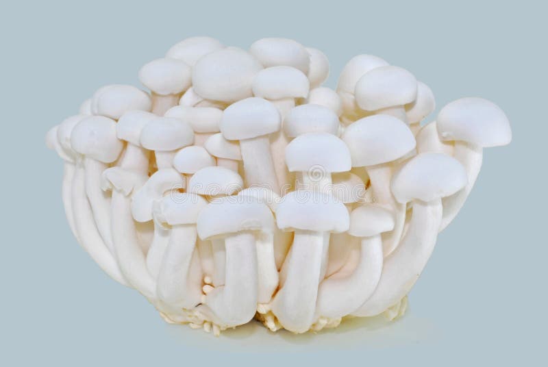 White shimeji mushrooms isolated background royalty free stock photography White shimeji mushrooms isolated background royalty free stock photography