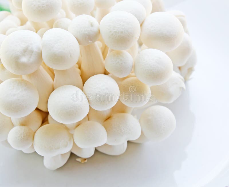 White Shimeji mushrooms stock photo. Image of white, nutrition 32008292