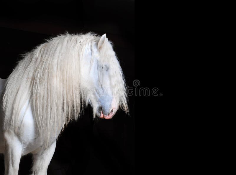 White Shire horse with black background