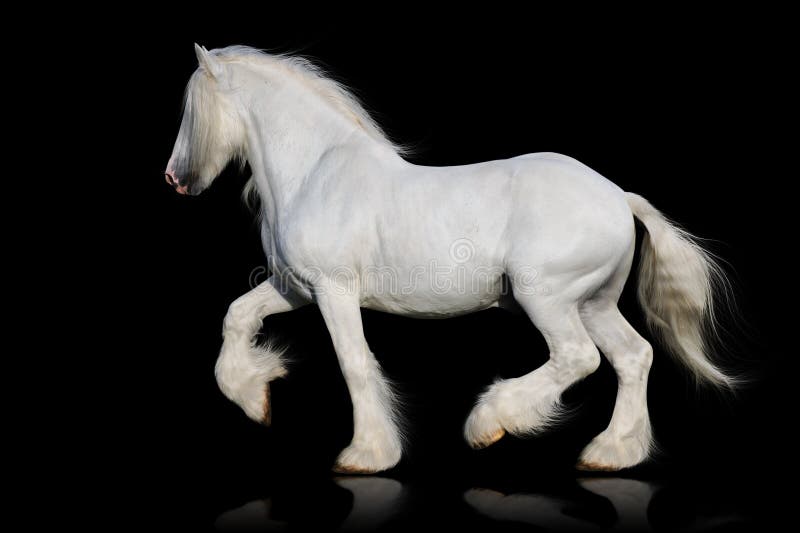 White shire horse isolated on the black