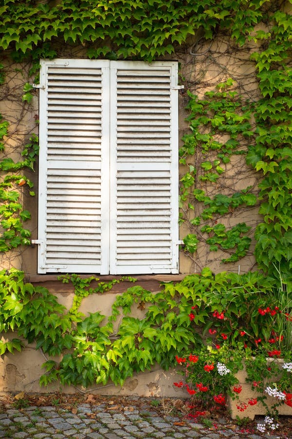Shutters in Window on Exterior Building Wall Covered in Ivy Stock Photo