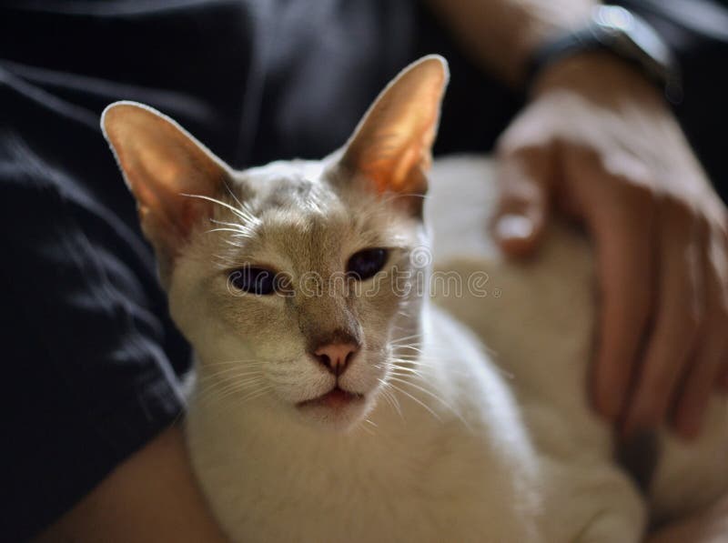 White siamese cat in male hands, cat face looking at the camera. stock image White siamese cat in male hands, cat face looking at the camera. stock image