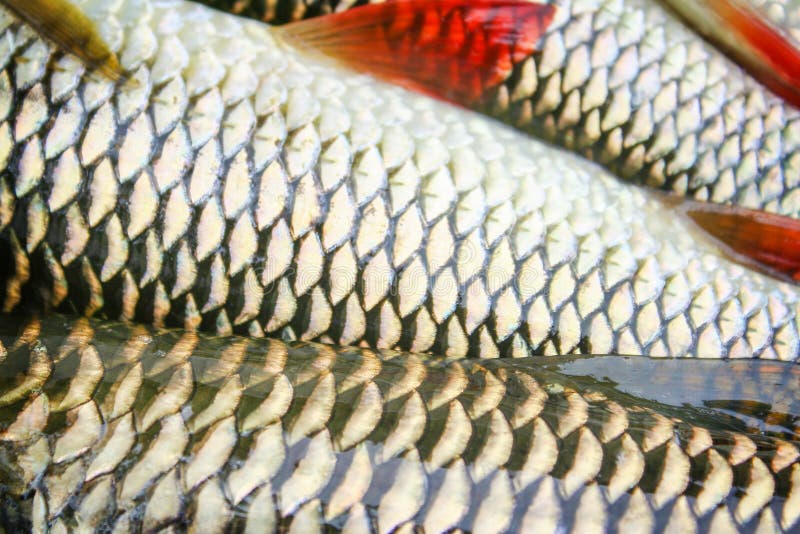 3,151 Freshwater Fish Texture Stock Photos - Free & Royalty-Free