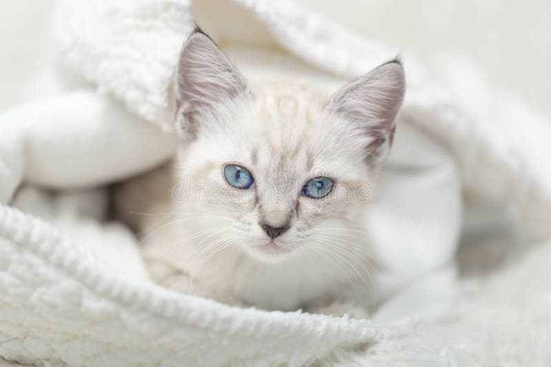 siamese blanket