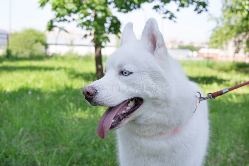 Portrait Of Beautiful And Happy Silver Siberian Husky Dog Sitting In The  Field At Sunset Stock Photo Image Of Profile, Mammal: 231299386